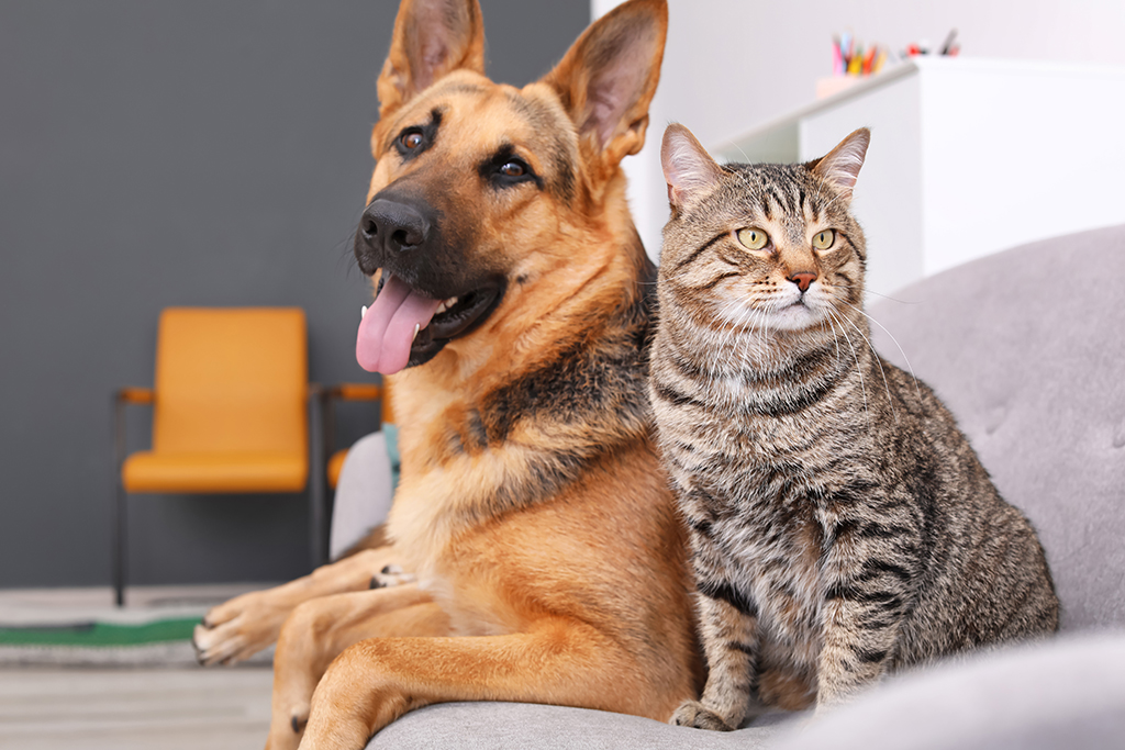 Electrical Services To Protect Your Pets From Hazards | Wilmington, NC